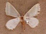 Thelycera xanthostephana